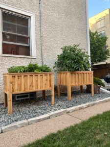 Garden boxes with fresh vegetables