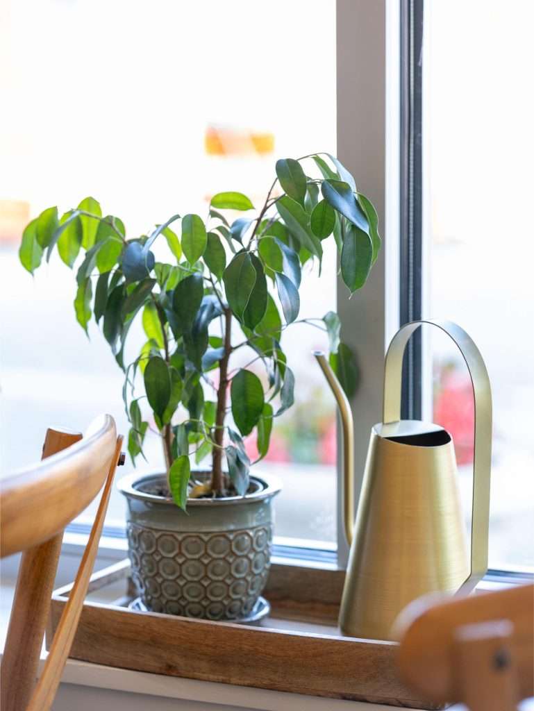 Oh Crêpe! Creperie & Café 5 Potted plant and watering can by window