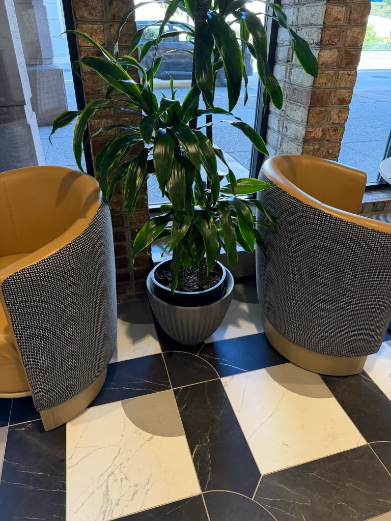 Esther's Table: Restaurant Interior Design, Minneapolis 27 Mustard leather barrel chairs with woven backs on black-and-white marble floor